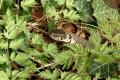 Reptiles and Amphibians: Grass Snake (Natrix natrix)